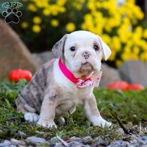 Mila, Beabull Puppy
